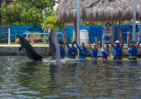 Day with the Dolphins – KiddNation