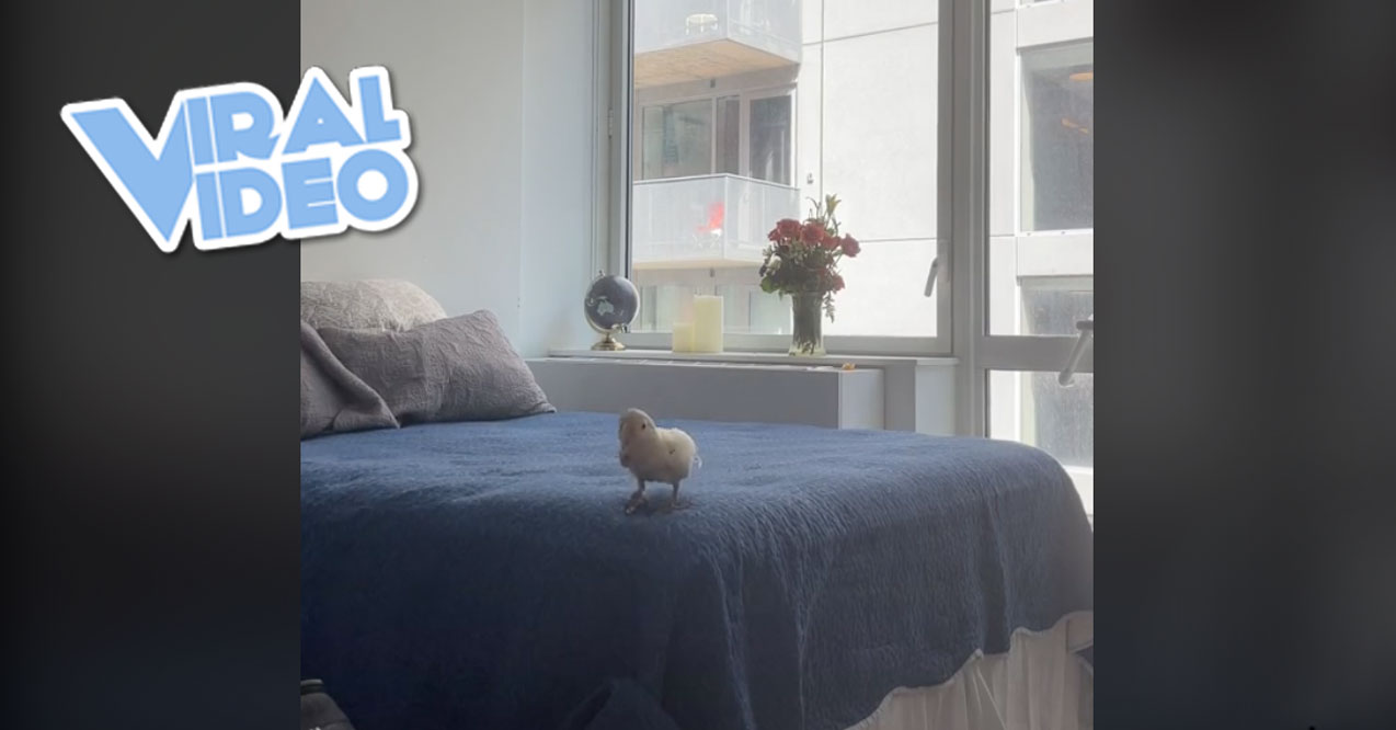 Viral Video: This Cockatoo Can’t Resist Dancing to Bad Bunny