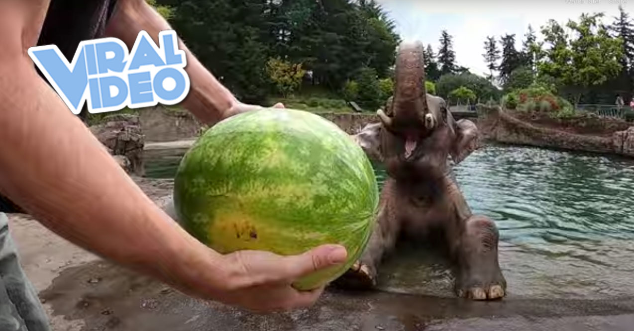 Viral Video: A Happy Elephant Eats a Watermelon