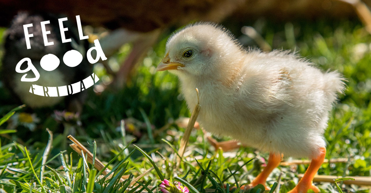 baby-chicks-make-us-feel-good