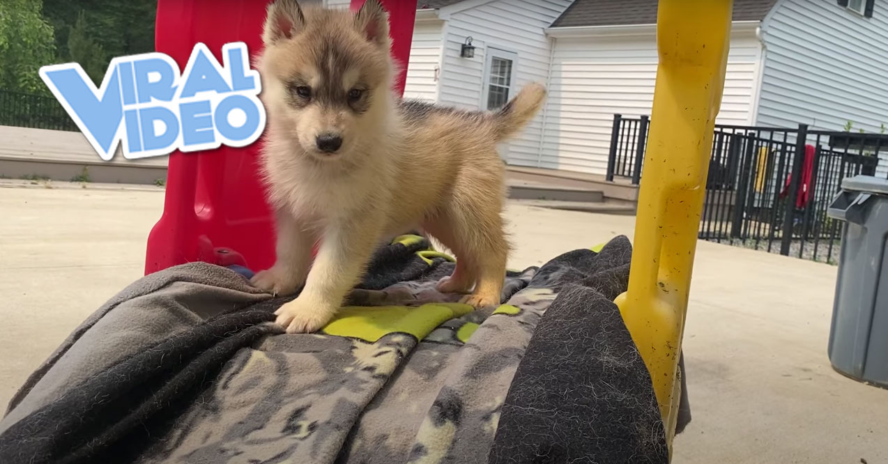 Video of Golden Retriever Puppy Going Down a Slide