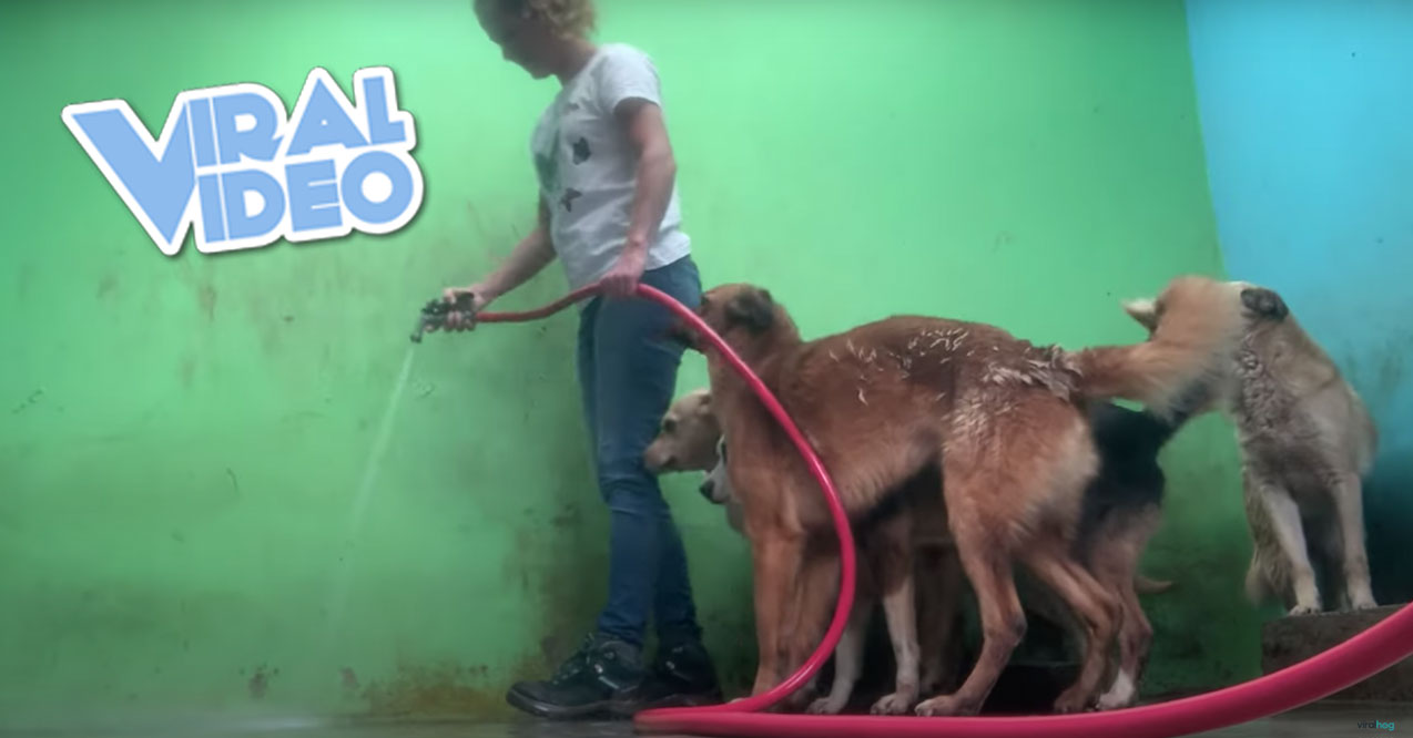 Viral Video: Dogs Follow Worker Around to Avoid Getting Wet – KiddNation