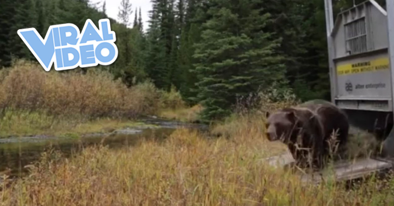 Viral Video Attacked By A Grizzly Bear