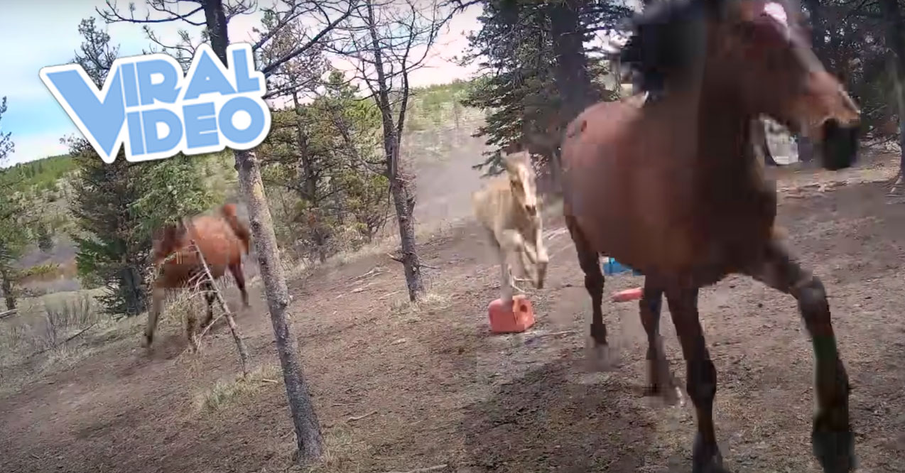 Viral Video: Grizzly Bear Chasing Alberta Wild Horses – KiddNation